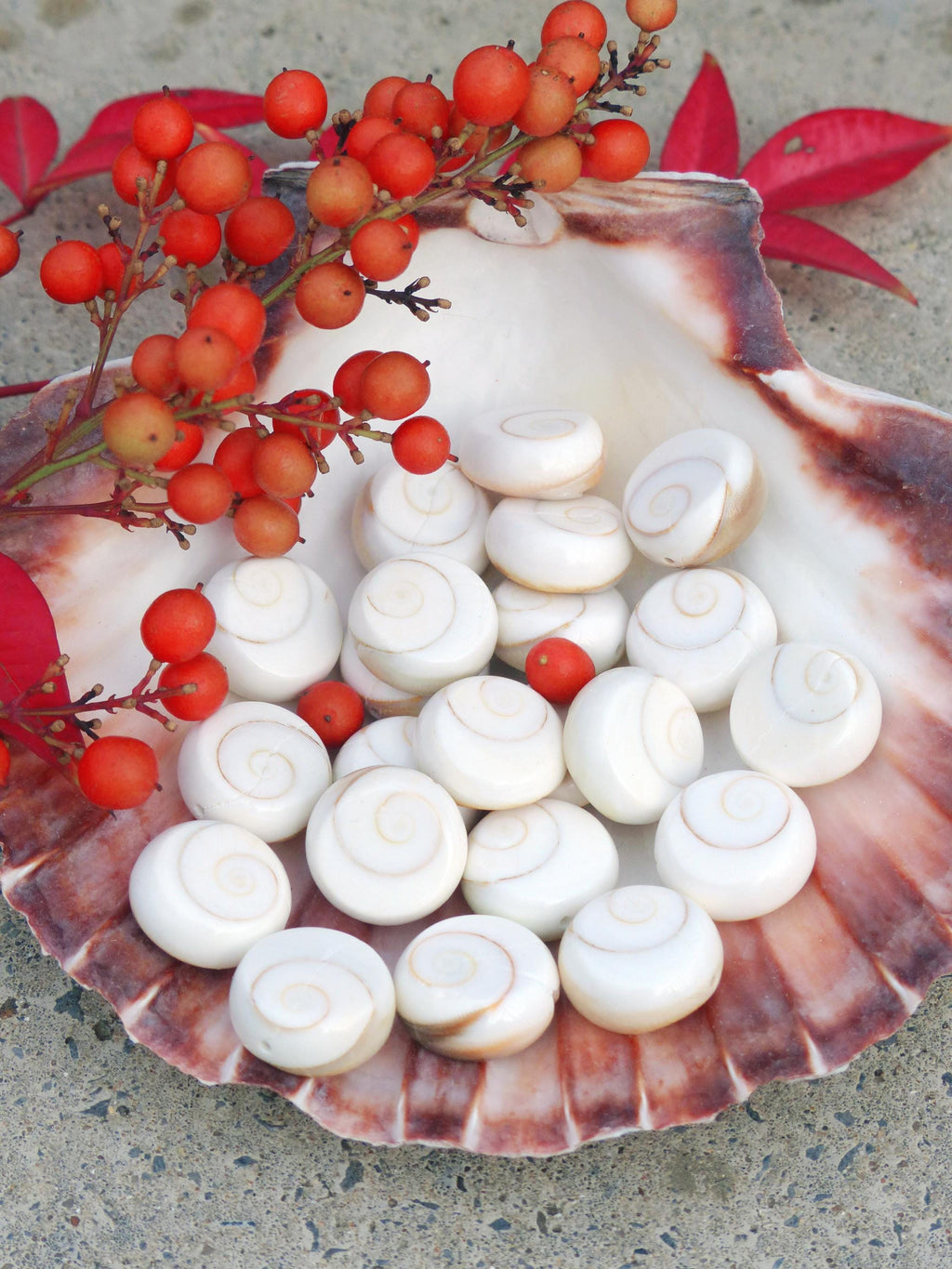 Peut inclure: Des perles blanches en forme de spirale sont disposées dans un grand coquillage. L'intérieur de la coquille est brun et blanc. Une branche de baies orange et des feuilles rouges ajoutent de la couleur.