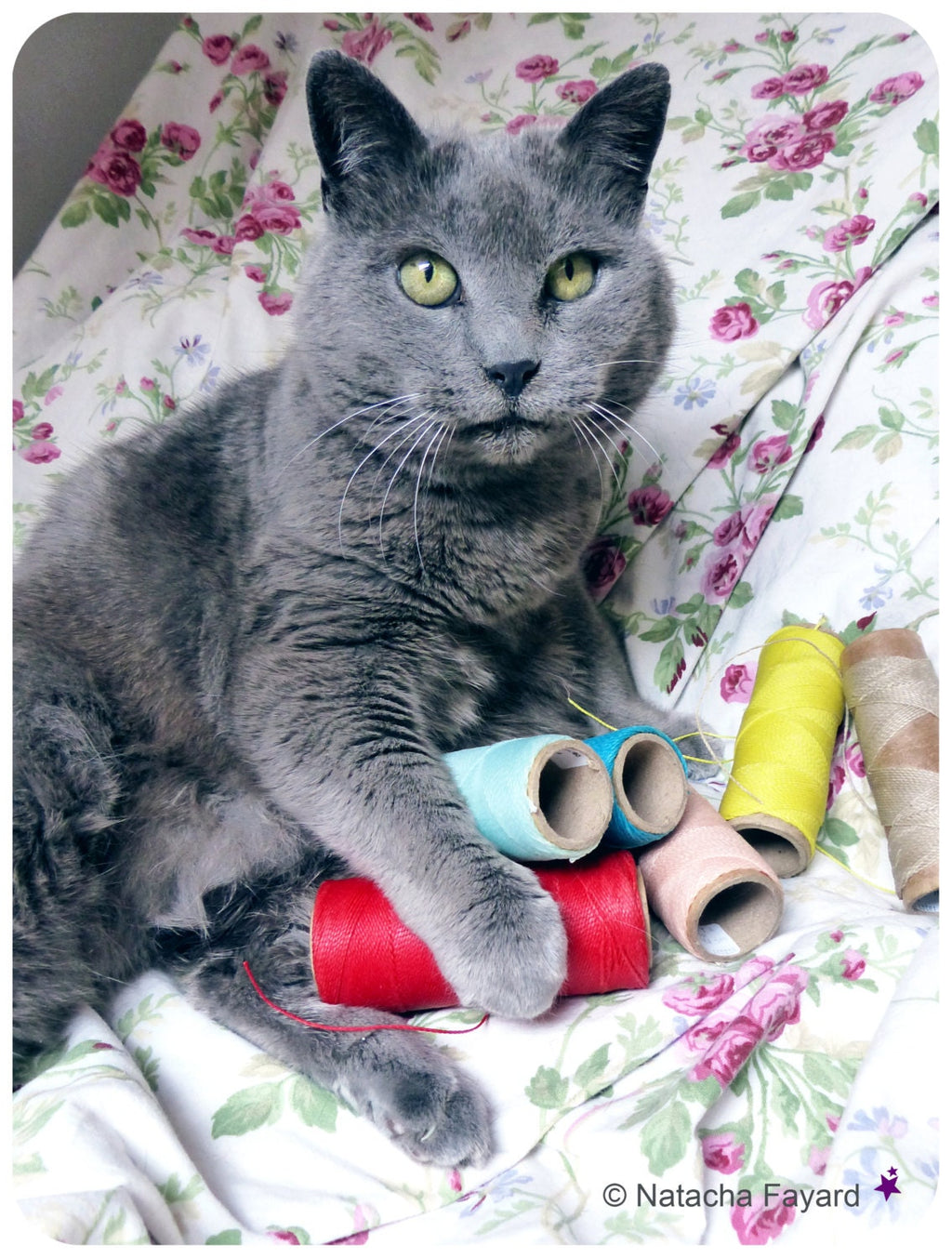 Peut inclure: Un chat gris aux yeux verts est allongé sur un tissu à motifs floraux. Le chat joue avec des bobines de fil colorées.